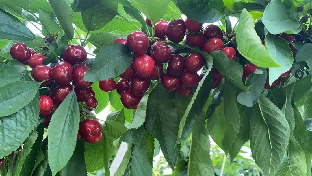 昆嵛山大樱桃采摘基地