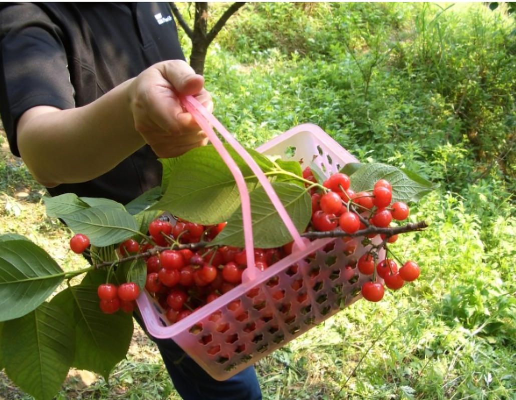 圣经山樱桃基地